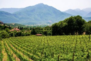 wineries of the island